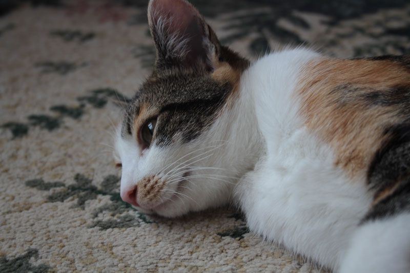 kalista-face-on-floor