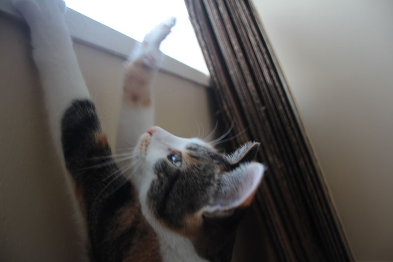 kalista-reaching-for-window