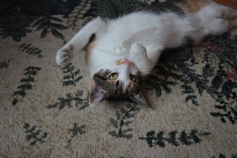 Stunning Clumping From Cat Kneading And Play image