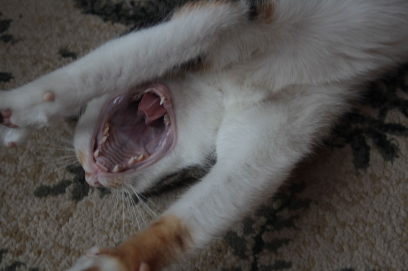 kalista-stretch-yawn