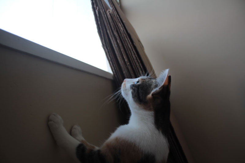 kalista-trying-to-look-out-window