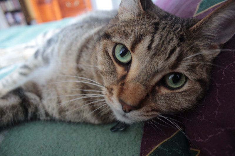 walker-closeup-in-bed