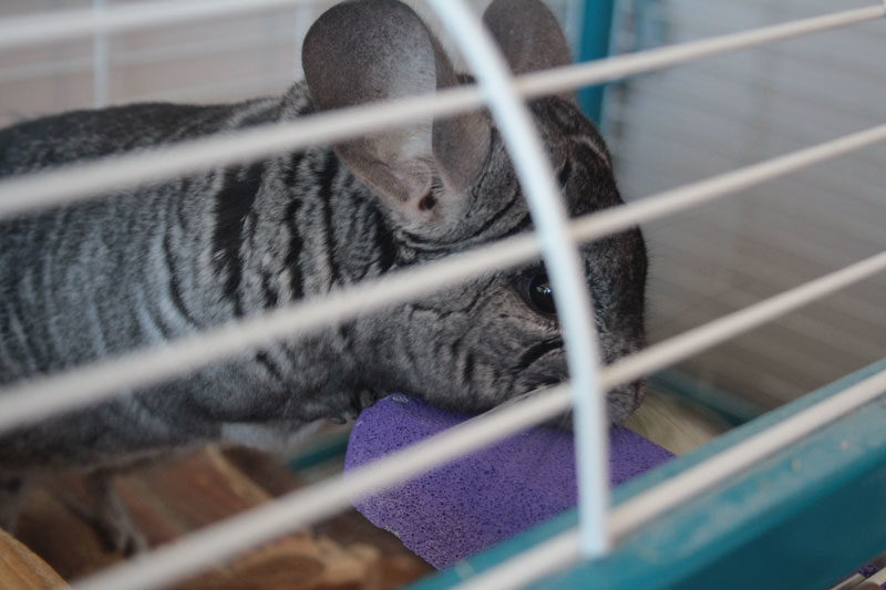 REVIEW: Kaytee Lava Ledge