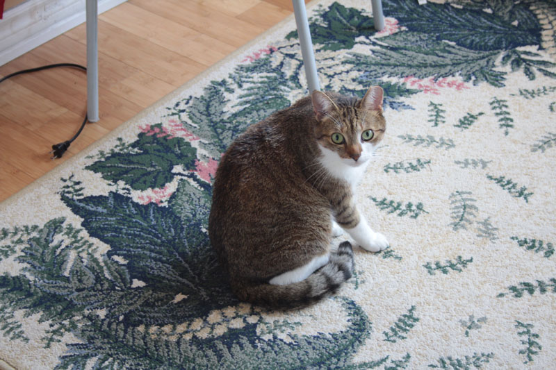 beau-staring-in-sunroom