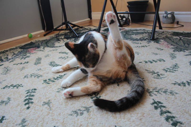 kalista-cleaning-herself