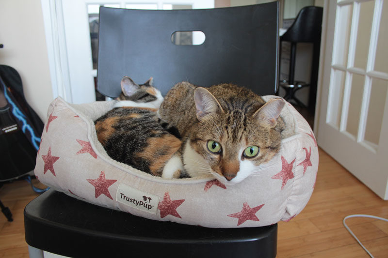 Cats Are You Sleeping Together Again? (Cat, Chinchilla & Betta Fish Photos)