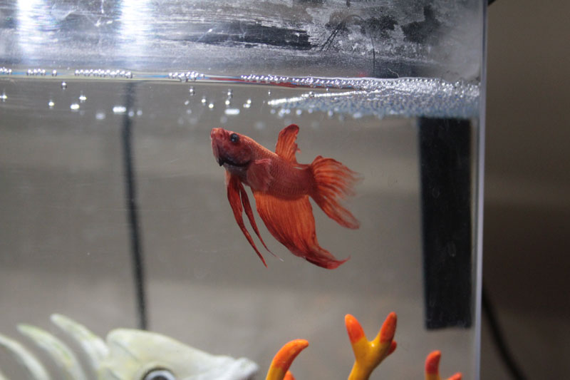blub-swimming-2