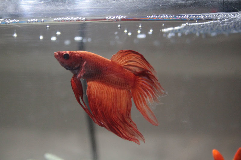 Trials With Blub (Update on Our Betta Fish)