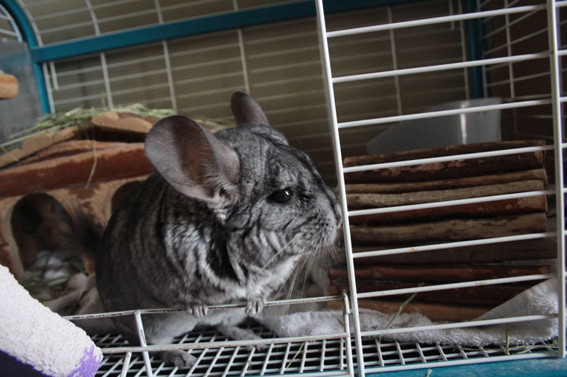 Trying my Best to Bond with Gary (Cute Chinchilla Story)