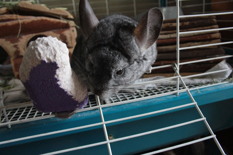 gary-using-chew