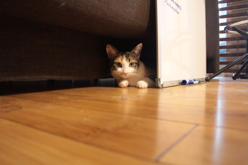 kalista-hiding-behind-whiteboard