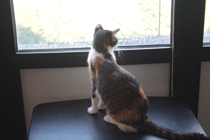 kalista-looking-out-window
