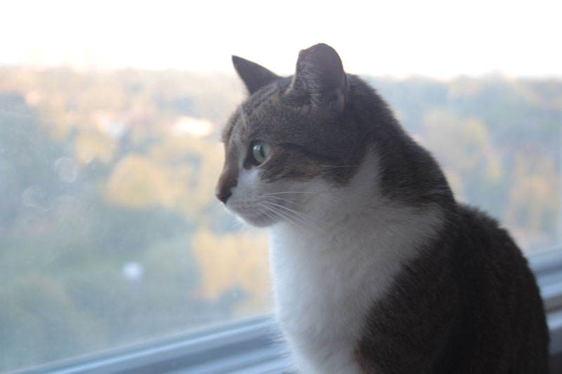 beau-profile-shot