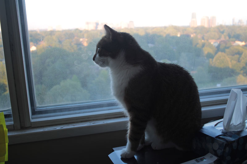 beau-sitting-by-window