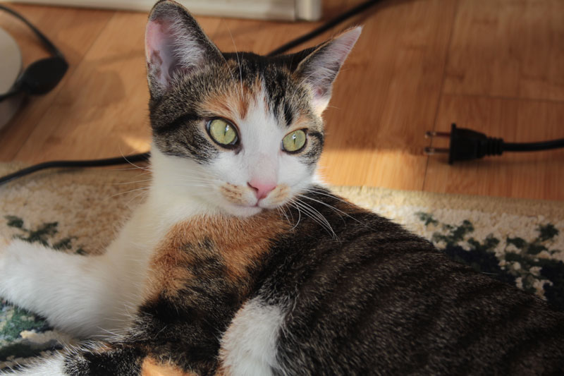 kalista-in-sunlight