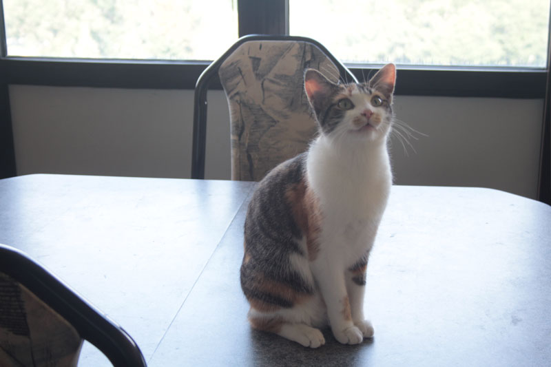 kalista-sitting-on-table