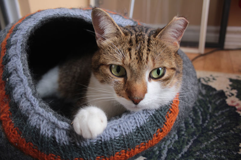 The Best 13 Wool/Felt Cat Beds & Cat Caves