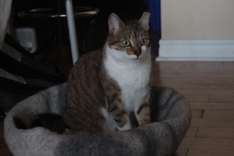 beau-on-meowfia