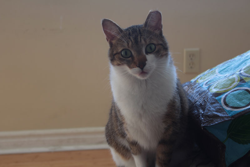 beau-staring-at-camera