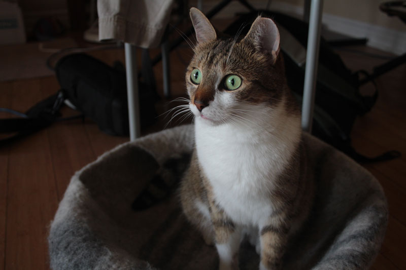 beau-staring-at-sun