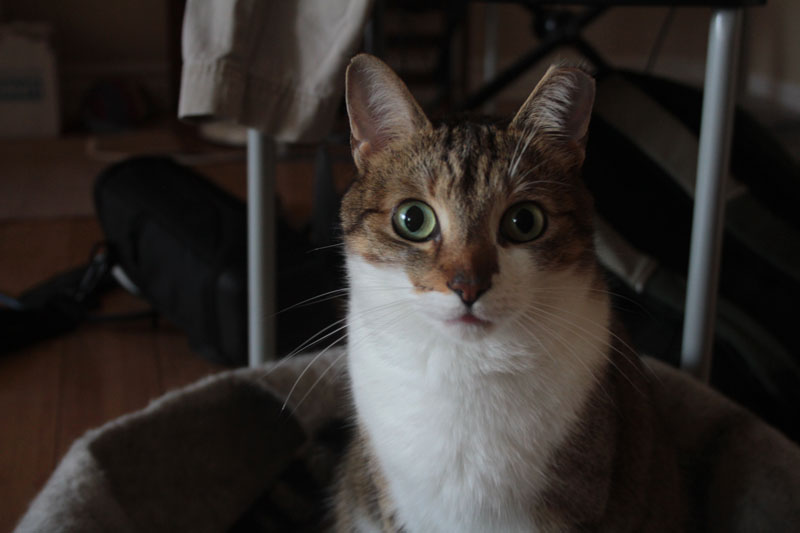 beau-wide-eyed