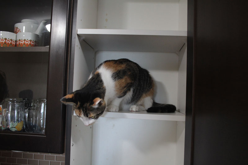kalista-in-cupboard