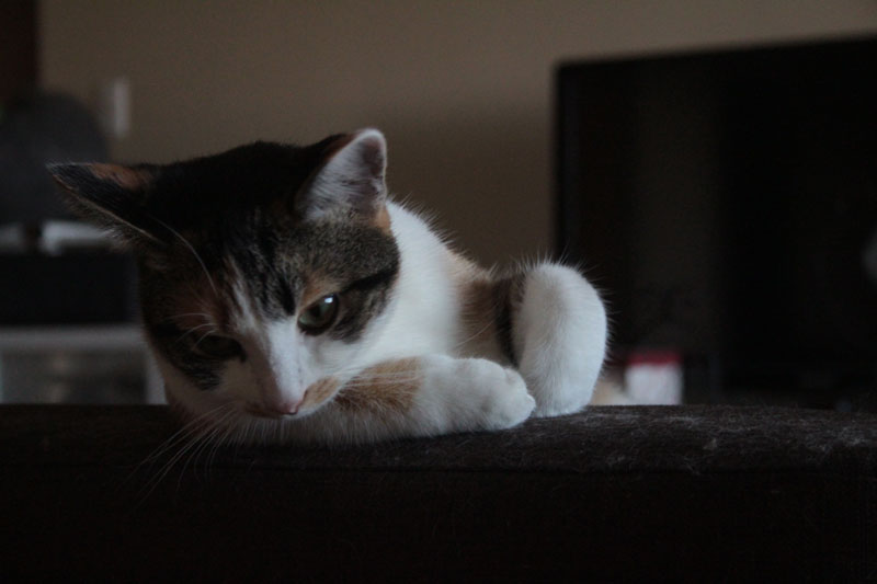 kalista-on-top-of-couch