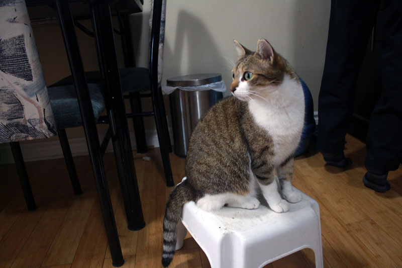 beau-on-stool