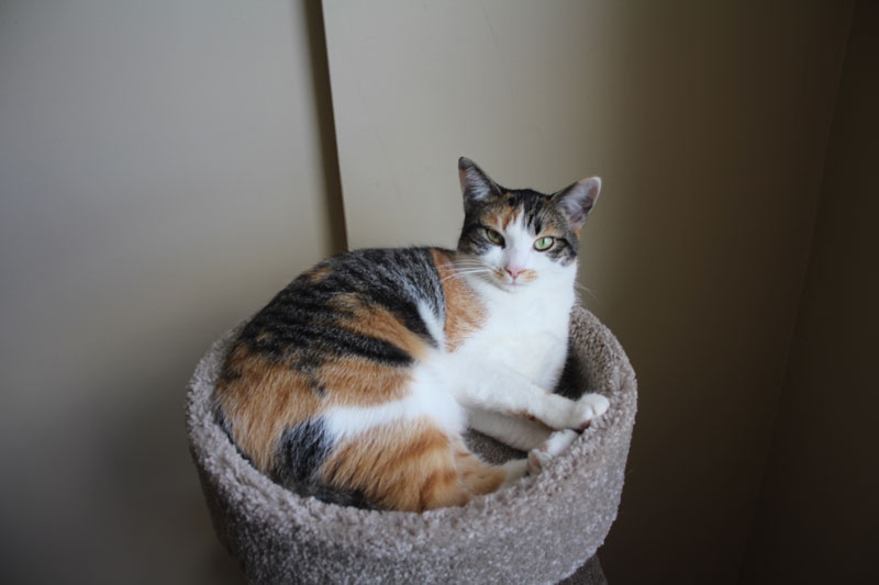 amazon-cat-tree-8