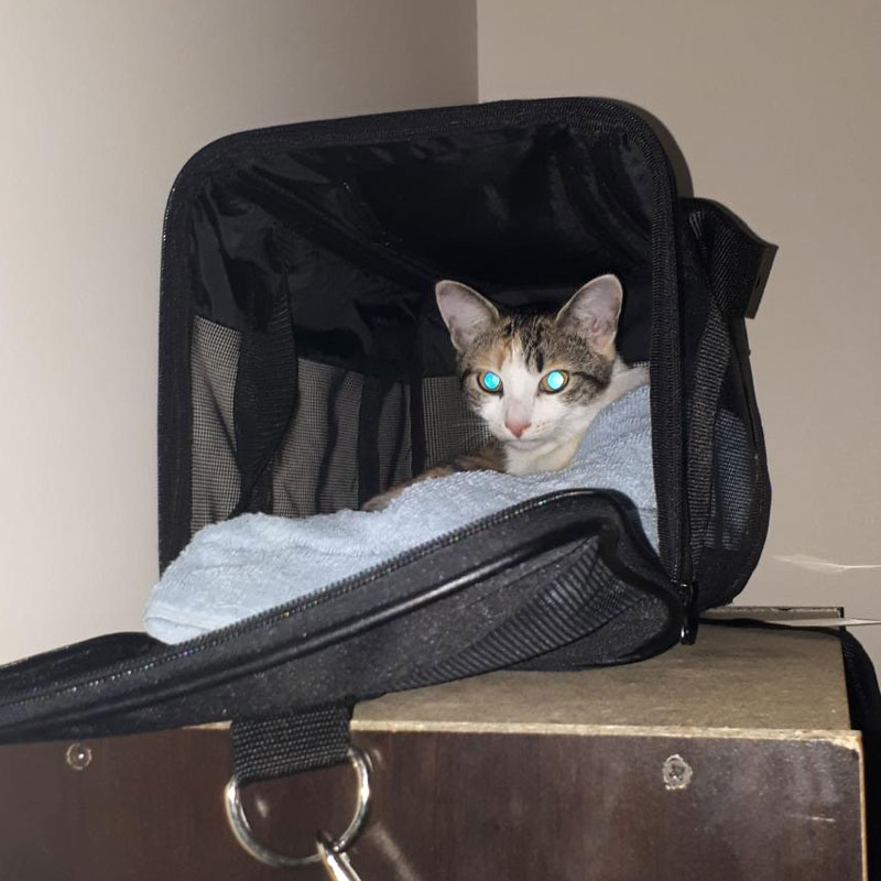 kalista-in-carrier