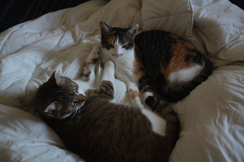 beau-and-kalista-in-bed