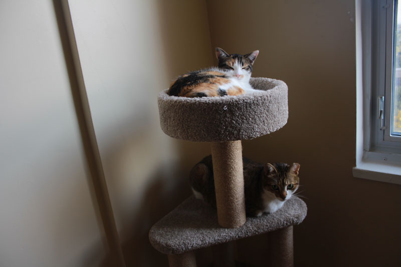 beau-and-kalista-on-cat-tree-2