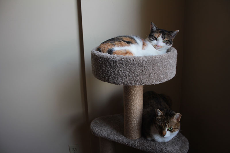 beau-and-kalista-on-cat-tree-3