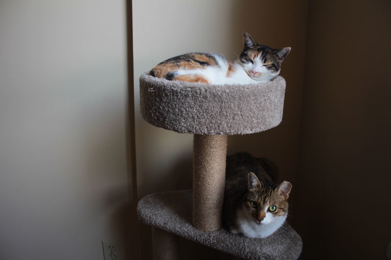 REVIEW: AmazonBasics Cat Tree