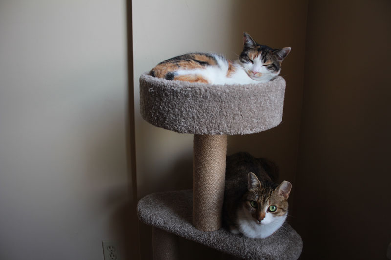 beau-and-kalista-on-cat-tree-4
