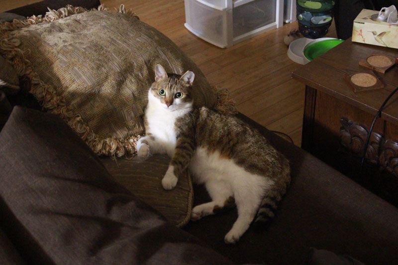beau-sleeping-on-couch
