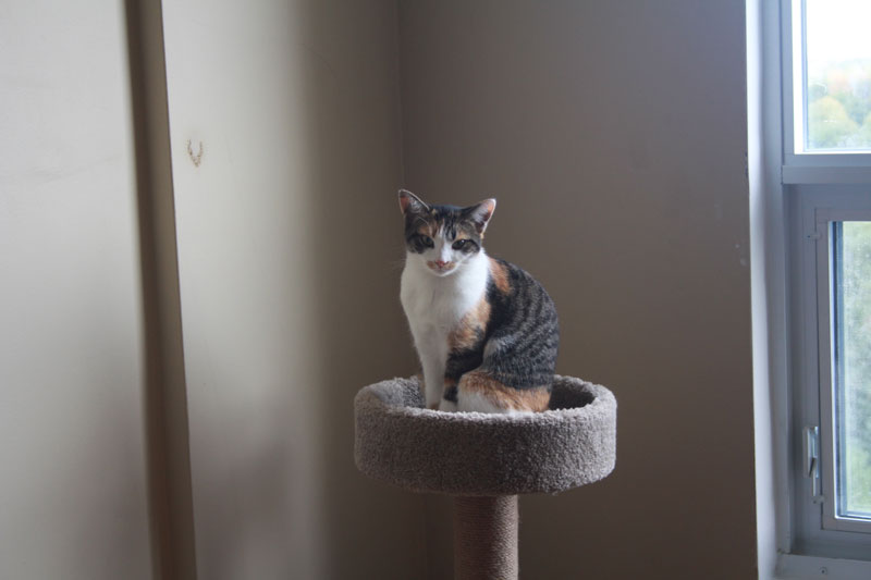 kalista-sitting-on-cat-tree