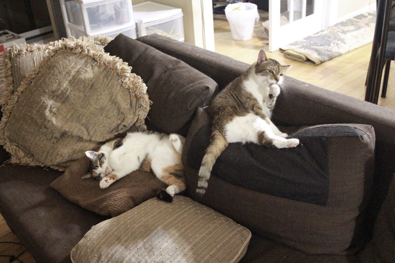 beau-and-kalista-couch-awkward-position