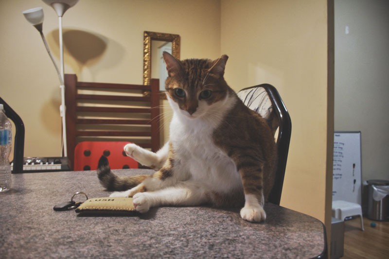 beau-sitting-on-table-cleaning