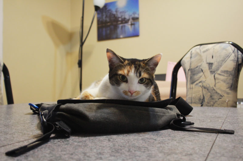kalista-sitting-on-bag-table