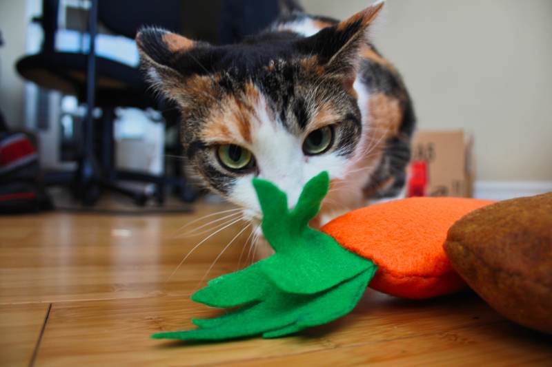 carrot-breadstick-catnip-toy-kalista