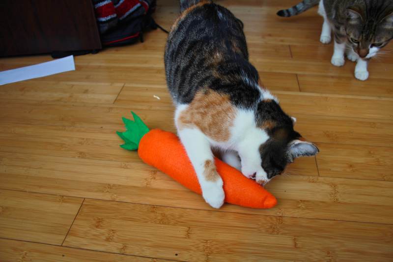 carrot-breadstick-catnip-toy-kalista-beau