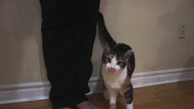 kalista-by-feet-2