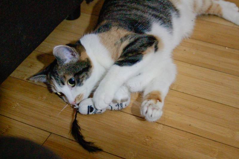 kalista-playing-with-bobble