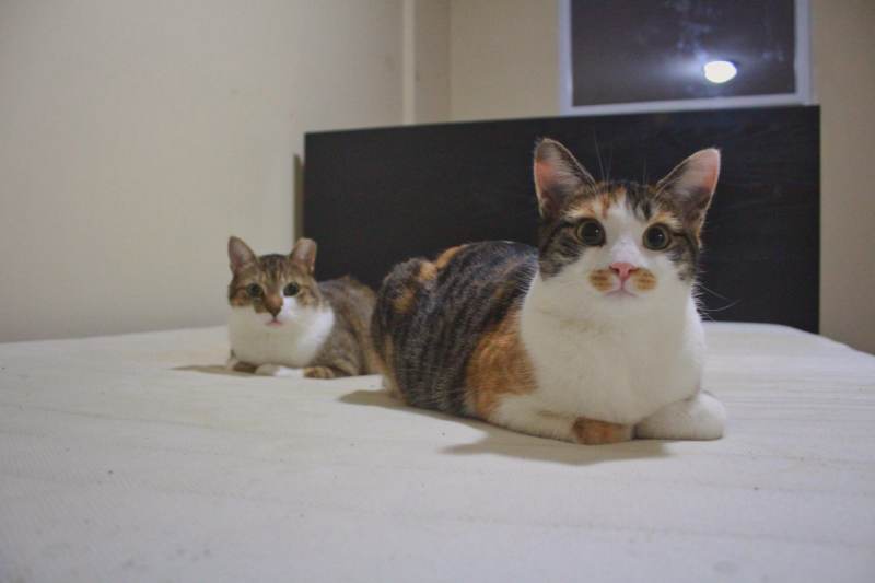 beau-and-kalista-on-bed