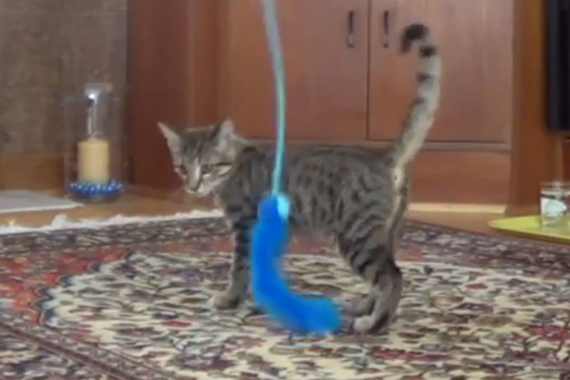 Walker Playing With Feathers While He Was A Kitten (Cute Cat Video)