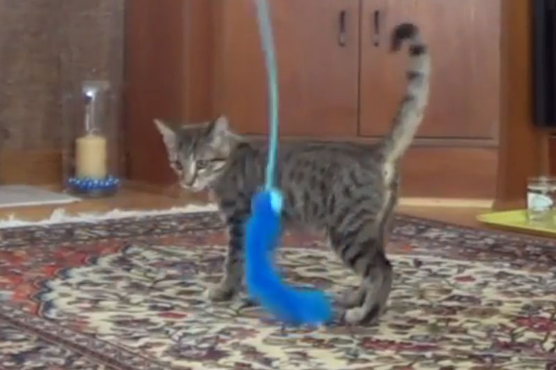 walker-playing-with-feathers