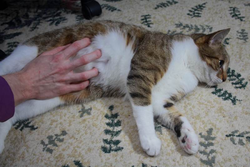beau-cat-nipples
