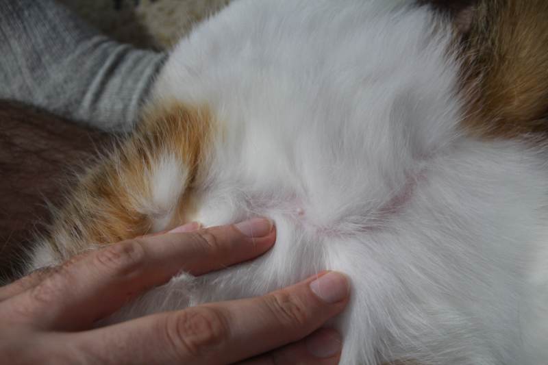 cat-nipple