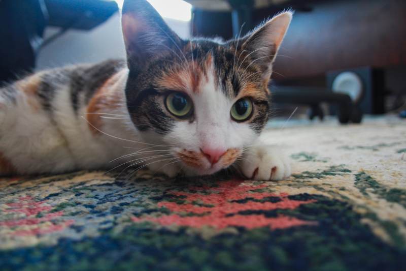 kalista-on-carpet